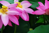 ​日杂商店起名