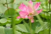 ​烤鸭店起名大全