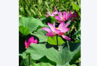 ​服饰公司起名大全