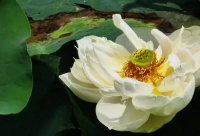 ​珠宝公司起名大全