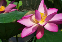 ​吸引人的早餐店名字