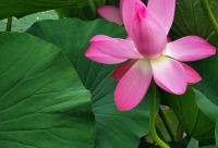 ​2026网络科技公司起名字