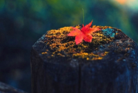 ​唐装专卖店起名大全