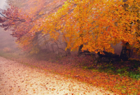 ​创意婚庆公司名字大全