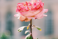 ​工艺品店名大全-工艺品店铺起名-工艺品取名