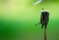 ​公司起名用什么字吉祥