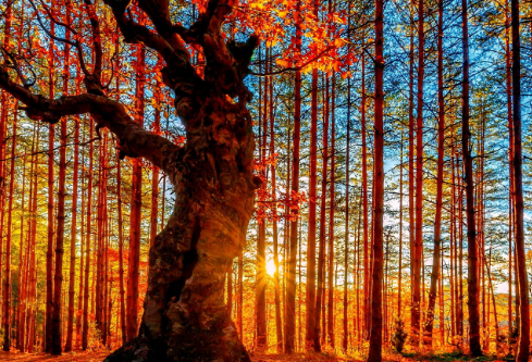 1757602363130967.png image.png